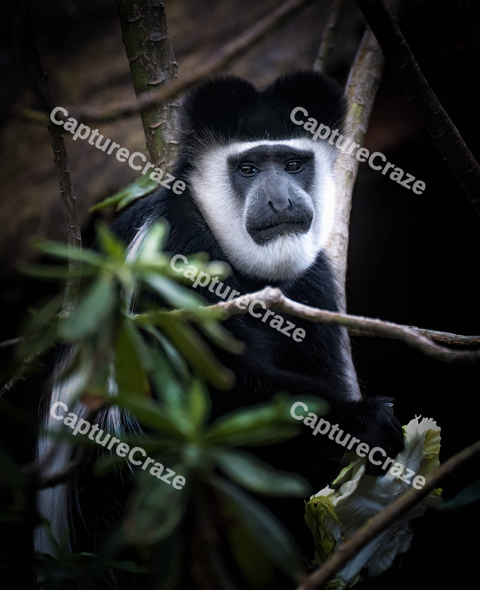 Colobus Monkey